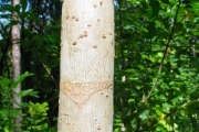 <strong>Araliaceae - Polyscias repanda - (DC.) Baker</strong><br />© Sarrailh Jean-Michel / CIRAD