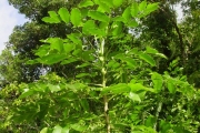 <strong>Araliaceae - Polyscias repanda - (DC.) Baker</strong><br />© Sarrailh Jean-Michel / CIRAD