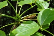 <strong>Araliaceae - Polyscias repanda - (DC.) Baker</strong><br />© Sarrailh Jean-Michel / CIRAD