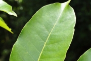 <strong>Araliaceae - Polyscias repanda - (DC.) Baker</strong><br />© Sarrailh Jean-Michel / CIRAD
