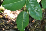 <strong>Araliaceae - Polyscias repanda - (DC.) Baker</strong><br />© Sarrailh Jean-Michel / CIRAD