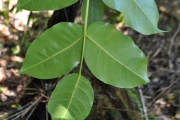 <strong>Araliaceae - Polyscias repanda - (DC.) Baker</strong><br />© Sarrailh Jean-Michel / CIRAD