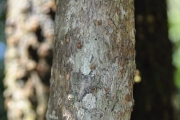 <strong>Araliaceae - Polyscias repanda - (DC.) Baker</strong><br />© Sarrailh Jean-Michel / CIRAD