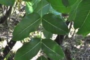 <strong>Araliaceae - Polyscias repanda - (DC.) Baker</strong><br />© Sarrailh Jean-Michel / CIRAD