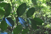 <strong>Araliaceae - Polyscias repanda - (DC.) Baker</strong><br />© Sarrailh Jean-Michel / CIRAD