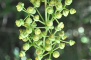 <strong>Araliaceae - Polyscias repanda - (DC.) Baker</strong><br />© Sarrailh Jean-Michel / CIRAD