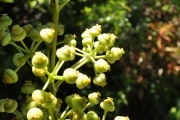 <strong>Araliaceae - Polyscias repanda - (DC.) Baker</strong><br />© Sarrailh Jean-Michel / CIRAD