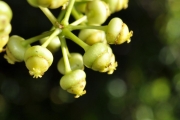 <strong>Araliaceae - Polyscias repanda - (DC.) Baker</strong><br />© Sarrailh Jean-Michel / CIRAD