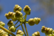 <strong>Araliaceae - Polyscias repanda - (DC.) Baker</strong><br />© Sarrailh Jean-Michel / CIRAD