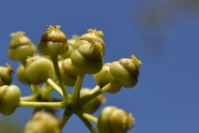 <strong>Araliaceae - Polyscias repanda - (DC.) Baker</strong><br />© Sarrailh Jean-Michel / CIRAD