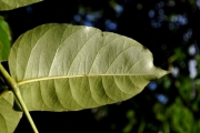 <strong>Araliaceae - Polyscias repanda - (DC.) Baker</strong><br />© Sarrailh Jean-Michel / CIRAD