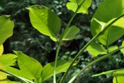 <strong>Araliaceae - Polyscias repanda - (DC.) Baker</strong><br />© Sarrailh Jean-Michel / CIRAD