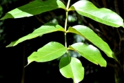 <strong>Araliaceae - Polyscias repanda - (DC.) Baker</strong><br />© Sarrailh Jean-Michel / CIRAD
