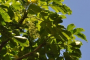 <strong>Araliaceae - Polyscias repanda - (DC.) Baker</strong><br />© Sarrailh Jean-Michel / CIRAD
