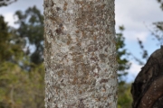 <strong>Araliaceae - Polyscias rivalsii - Bernardi</strong><br />© Sarrailh Jean-Michel / CIRAD