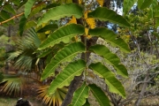 <strong>Araliaceae - Polyscias rivalsii - Bernardi</strong><br />© Sarrailh Jean-Michel / CIRAD