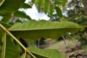 <strong>Araliaceae - Polyscias rivalsii - Bernardi</strong><br />© Sarrailh Jean-Michel / CIRAD