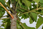 <strong>Araliaceae - Polyscias rivalsii - Bernardi</strong><br />© Sarrailh Jean-Michel / CIRAD