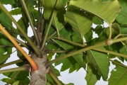 <strong>Araliaceae - Polyscias rivalsii - Bernardi</strong><br />© Sarrailh Jean-Michel / CIRAD