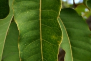 <strong>Araliaceae - Polyscias rivalsii - Bernardi</strong><br />© Sarrailh Jean-Michel / CIRAD