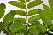 <strong>Araliaceae - Polyscias rivalsii - Bernardi</strong><br />© Sarrailh Jean-Michel / CIRAD