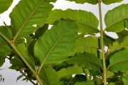 <strong>Araliaceae - Polyscias rivalsii - Bernardi</strong><br />© Sarrailh Jean-Michel / CIRAD