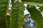 <strong>Araliaceae - Polyscias rivalsii - Bernardi</strong><br />© Sarrailh Jean-Michel / CIRAD