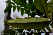 <strong>Araliaceae - Polyscias rivalsii - Bernardi</strong><br />© Sarrailh Jean-Michel / CIRAD