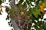 <strong>Araliaceae - Polyscias rivalsii - Bernardi</strong><br />© Sarrailh Jean-Michel / CIRAD