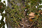 <strong>Araliaceae - Polyscias rivalsii - Bernardi</strong><br />© Sarrailh Jean-Michel / CIRAD