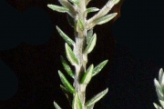 <strong>Rhamnaceae - Phylica nitida - Lam.</strong><br />© Sarrailh Jean-Michel / CIRAD