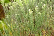 <strong>Rhamnaceae - Phylica nitida - Lam.</strong><br />© Sarrailh Jean-Michel / CIRAD