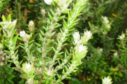 <strong>Rhamnaceae - Phylica nitida - Lam.</strong><br />© Sarrailh Jean-Michel / CIRAD