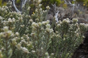 <strong>Rhamnaceae - Phylica nitida - Lam.</strong><br />© Sarrailh Jean-Michel / CIRAD