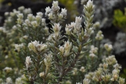 <strong>Rhamnaceae - Phylica nitida - Lam.</strong><br />© Sarrailh Jean-Michel / CIRAD