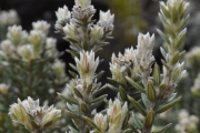 <strong>Rhamnaceae - Phylica nitida - Lam.</strong><br />© Sarrailh Jean-Michel / CIRAD