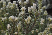 <strong>Rhamnaceae - Phylica nitida - Lam.</strong><br />© Sarrailh Jean-Michel / CIRAD