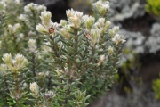 <strong>Rhamnaceae - Phylica nitida - Lam.</strong><br />© Sarrailh Jean-Michel / CIRAD