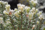 <strong>Rhamnaceae - Phylica nitida - Lam.</strong><br />© Sarrailh Jean-Michel / CIRAD