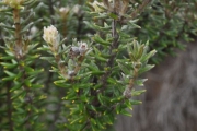 <strong>Rhamnaceae - Phylica nitida - Lam.</strong><br />© Sarrailh Jean-Michel / CIRAD