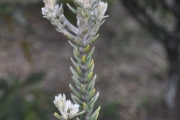 <strong>Rhamnaceae - Phylica nitida - Lam.</strong><br />© Sarrailh Jean-Michel / CIRAD