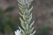 <strong>Rhamnaceae - Phylica nitida - Lam.</strong><br />© Sarrailh Jean-Michel / CIRAD
