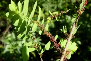 <strong>Phyllanthaceae - Phyllanthus casticum - Soy.-Will.</strong><br />© Sarrailh Jean-Michel / CIRAD