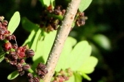 <strong>Phyllanthaceae - Phyllanthus casticum - Soy.-Will.</strong><br />© Sarrailh Jean-Michel / CIRAD