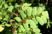 <strong>Phyllanthaceae - Phyllanthus casticum - Soy.-Will.</strong><br />© Sarrailh Jean-Michel / CIRAD