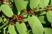 <strong>Phyllanthaceae - Phyllanthus casticum - Soy.-Will.</strong><br />© Sarrailh Jean-Michel / CIRAD