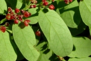 <strong>Phyllanthaceae - Phyllanthus casticum - Soy.-Will.</strong><br />© Sarrailh Jean-Michel / CIRAD