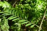 <strong>Phyllanthaceae - Phyllanthus casticum - Soy.-Will.</strong><br />© Sarrailh Jean-Michel / CIRAD
