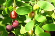 <strong>Phyllanthaceae - Phyllanthus casticum - Soy.-Will.</strong><br />© Madaule Tiana