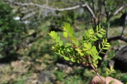 <strong>Phyllanthaceae - Phyllanthus casticum - Soy.-Will.</strong><br />© Sarrailh Jean-Michel / CIRAD
